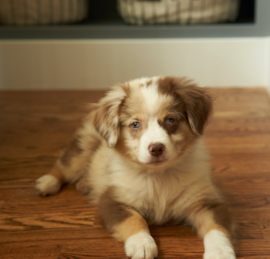 Mini Aussie Puppies For Sale - Pilesgrove Pups